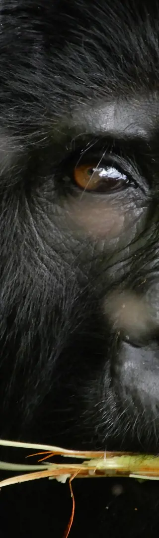 Gorillas of Uganda